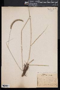Ctenium aromaticum image