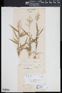 Dichanthelium acuminatum subsp. columbianum image