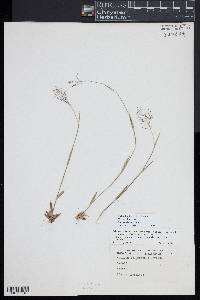 Dichanthelium acuminatum subsp. columbianum image