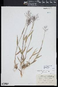 Dichanthelium acuminatum subsp. columbianum image