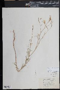 Epilobium brachycarpum image