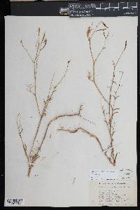 Epilobium brachycarpum image