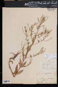 Epilobium brachycarpum image