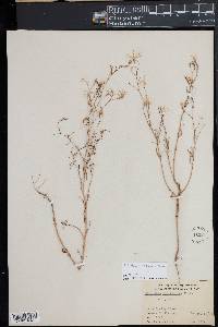 Epilobium brachycarpum image