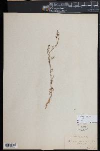 Epilobium brachycarpum image