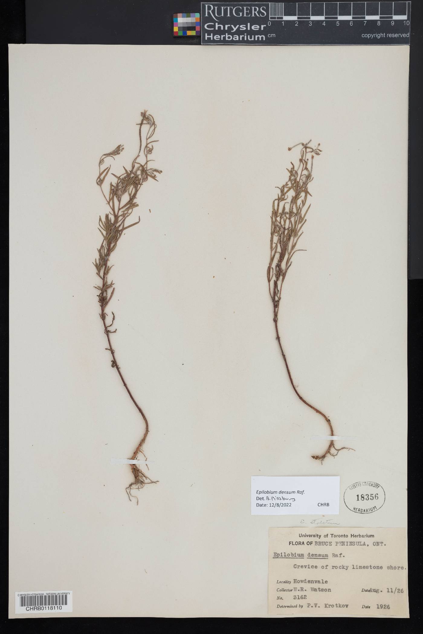 Epilobium densum image