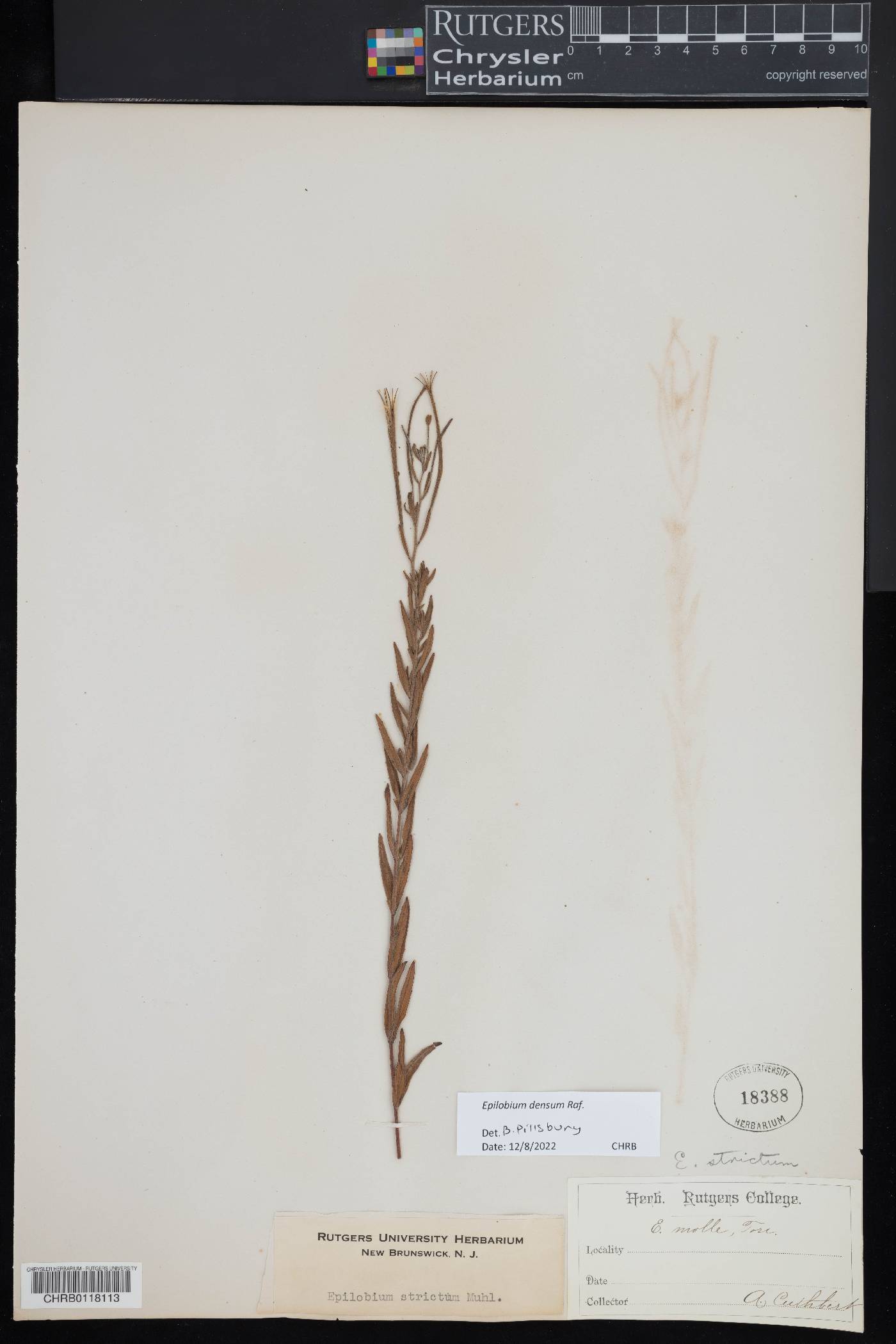 Epilobium densum image