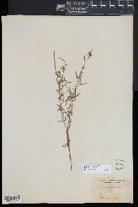 Epilobium densum image