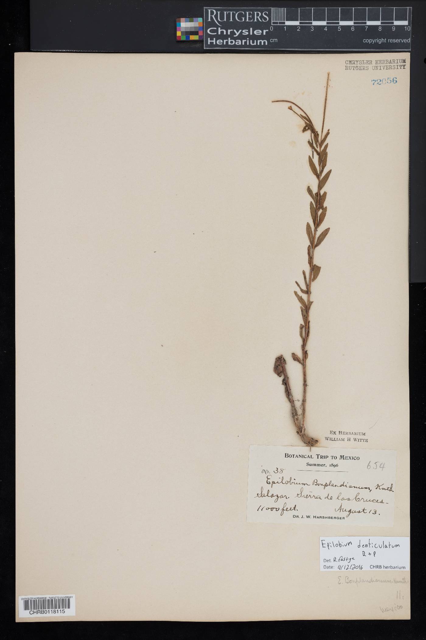 Epilobium denticulatum image