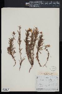 Epilobium dodonaei image