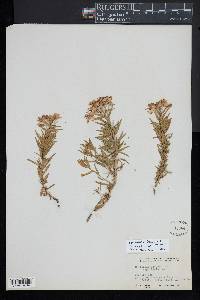 Epilobium fleischeri image