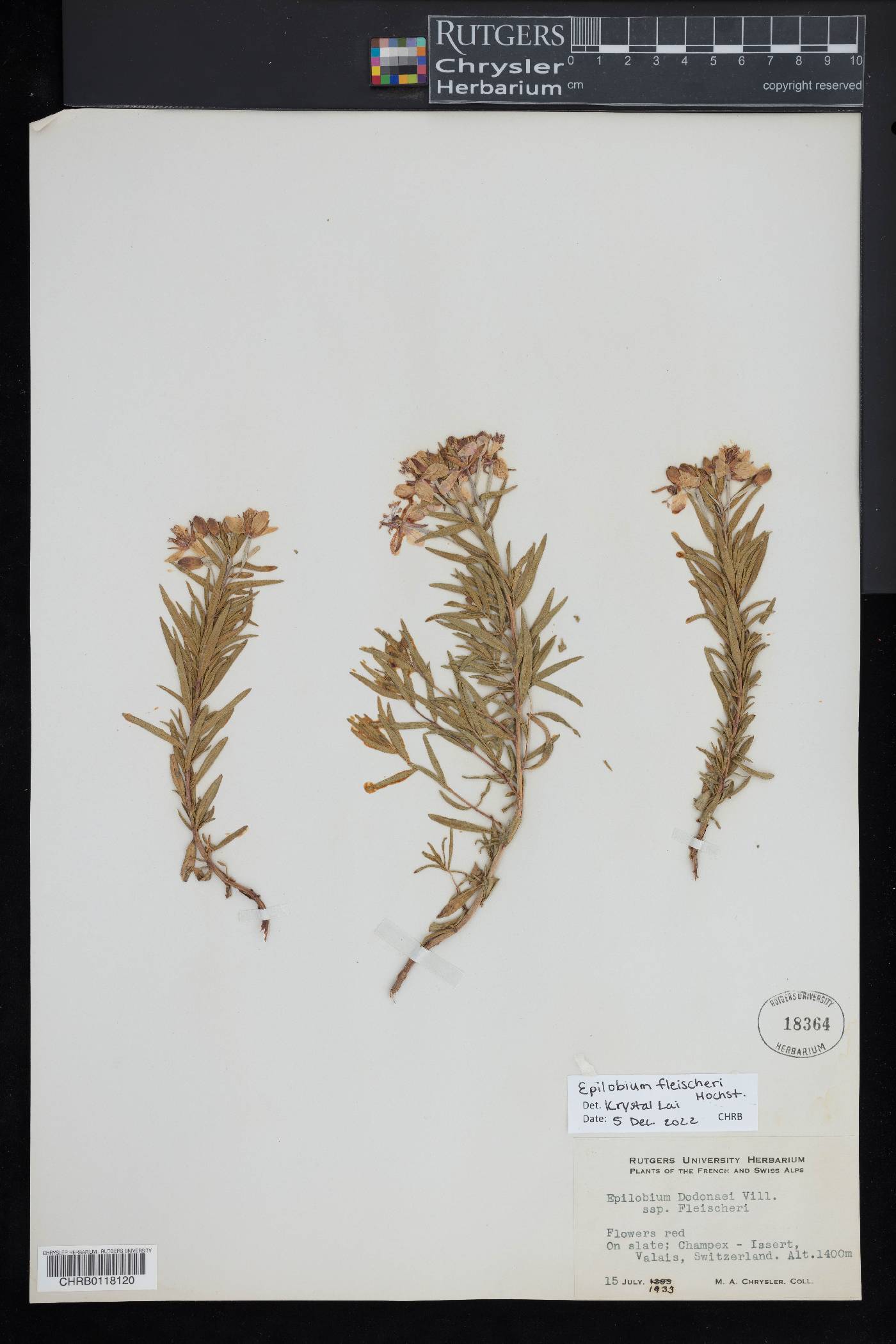 Epilobium fleischeri image