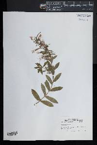 Epilobium hirsutum image