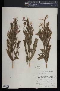 Epilobium hirsutum image