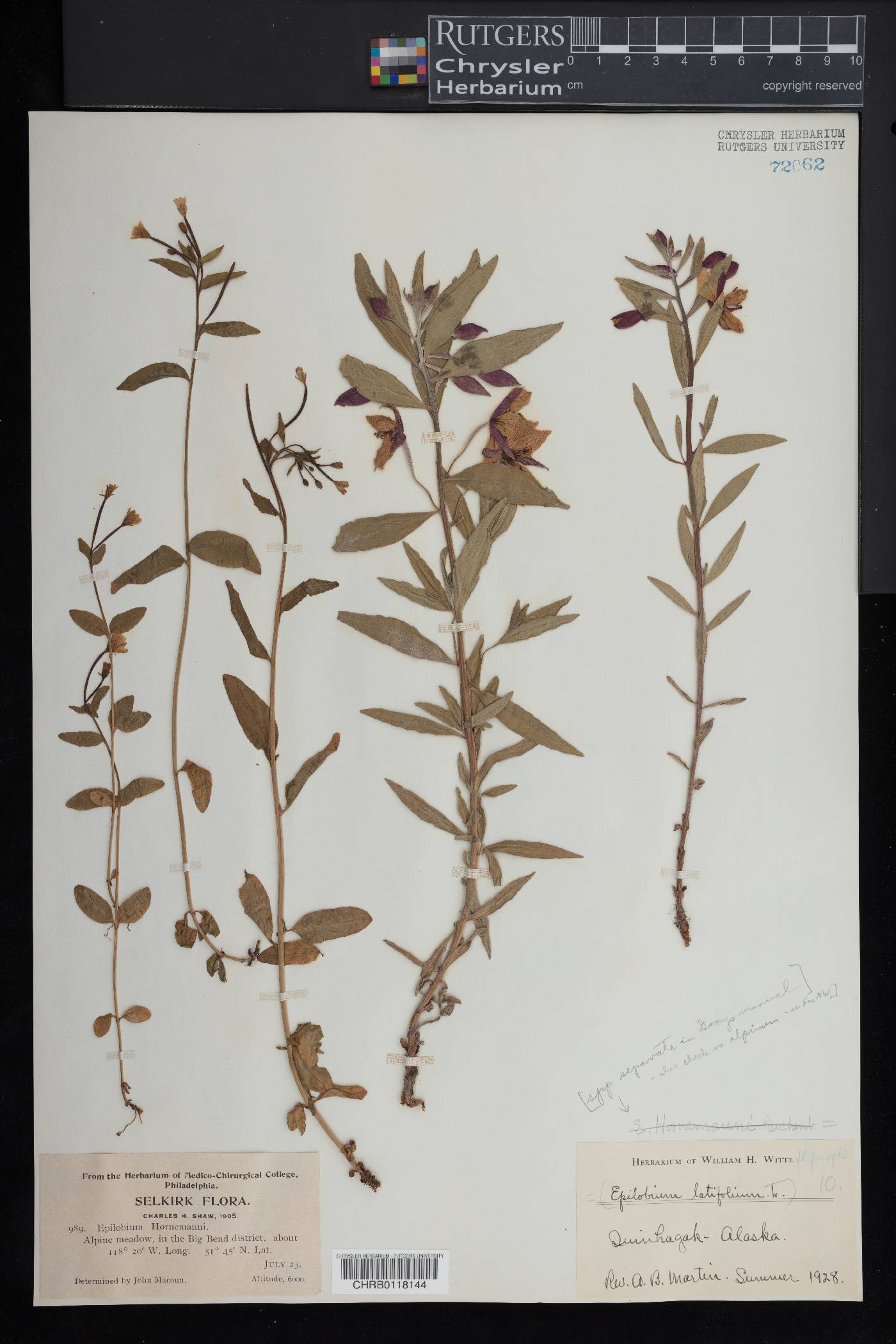 Epilobium lactiflorum image