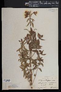 Epilobium lactiflorum image