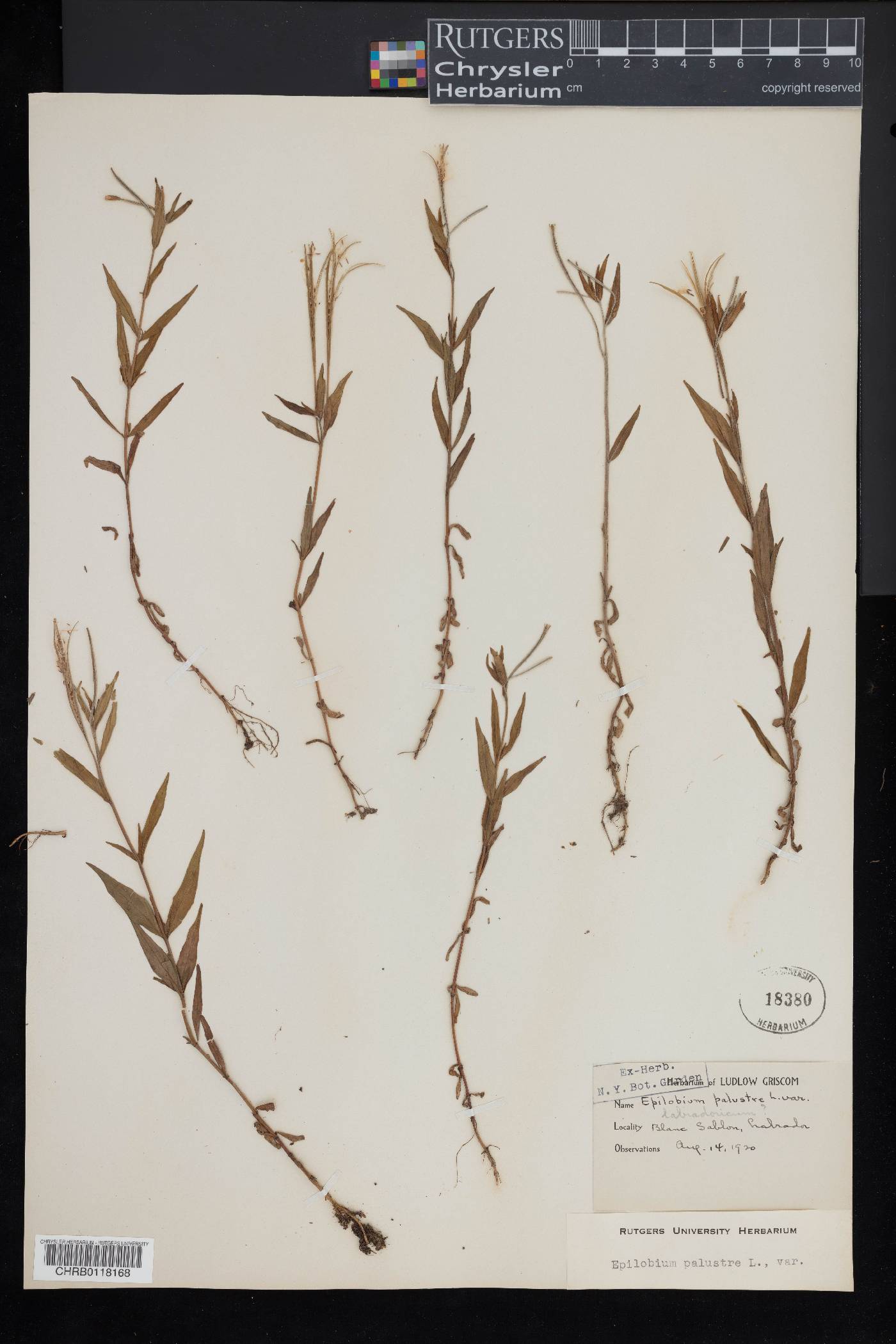 Epilobium palustre image