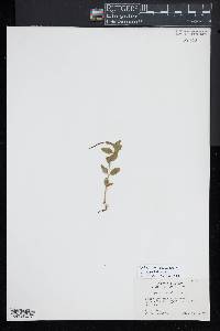 Epilobium palustre image