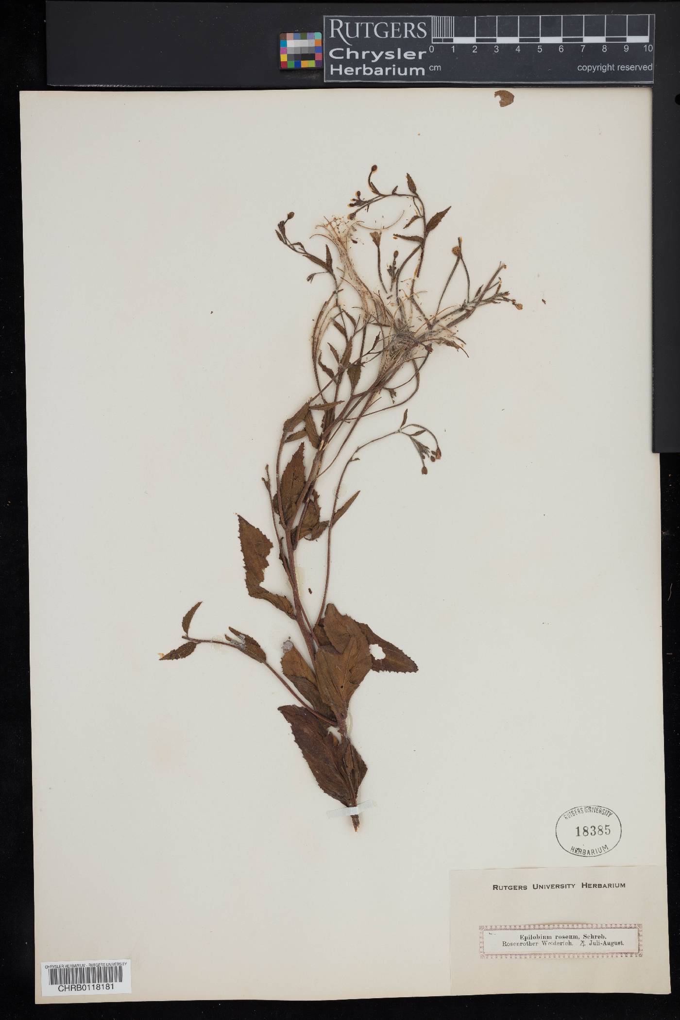 Epilobium roseum image