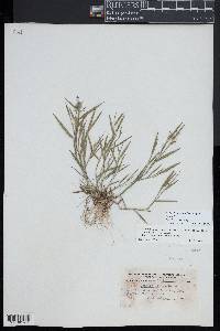 Panicum acuminatum image