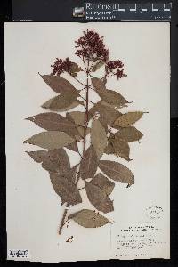 Fuchsia arborescens image