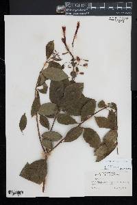 Fuchsia gehrigeri image