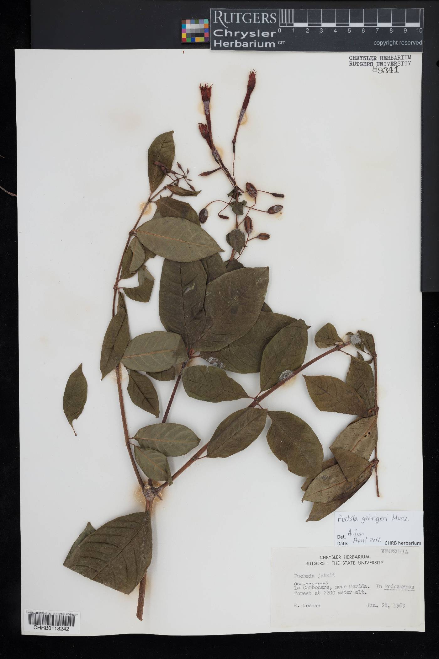 Fuchsia gehrigeri image