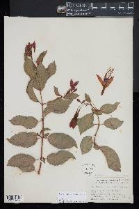 Fuchsia magellanica image