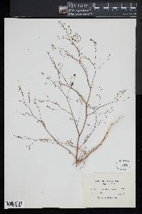 Gayophytum ramosissimum image