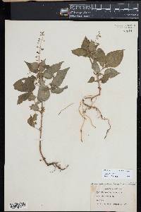 Circaea canadensis image