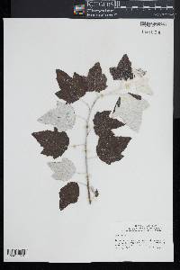 Populus alba image