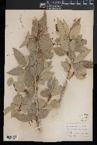 Populus angustifolia image