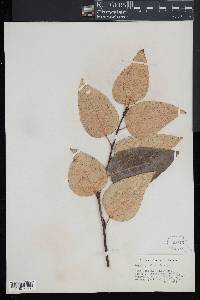 Populus balsamifera image