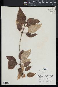 Populus balsamifera image