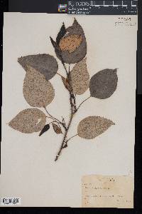 Populus balsamifera image