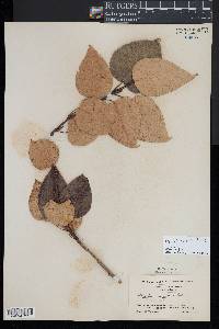 Populus balsamifera image