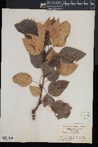 Populus balsamifera image