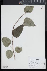 Populus balsamifera image