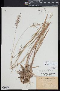 Dichanthelium acuminatum subsp. spretum image