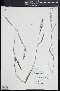 Dichanthelium acuminatum subsp. spretum image