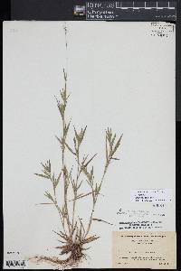 Dichanthelium acuminatum subsp. spretum image