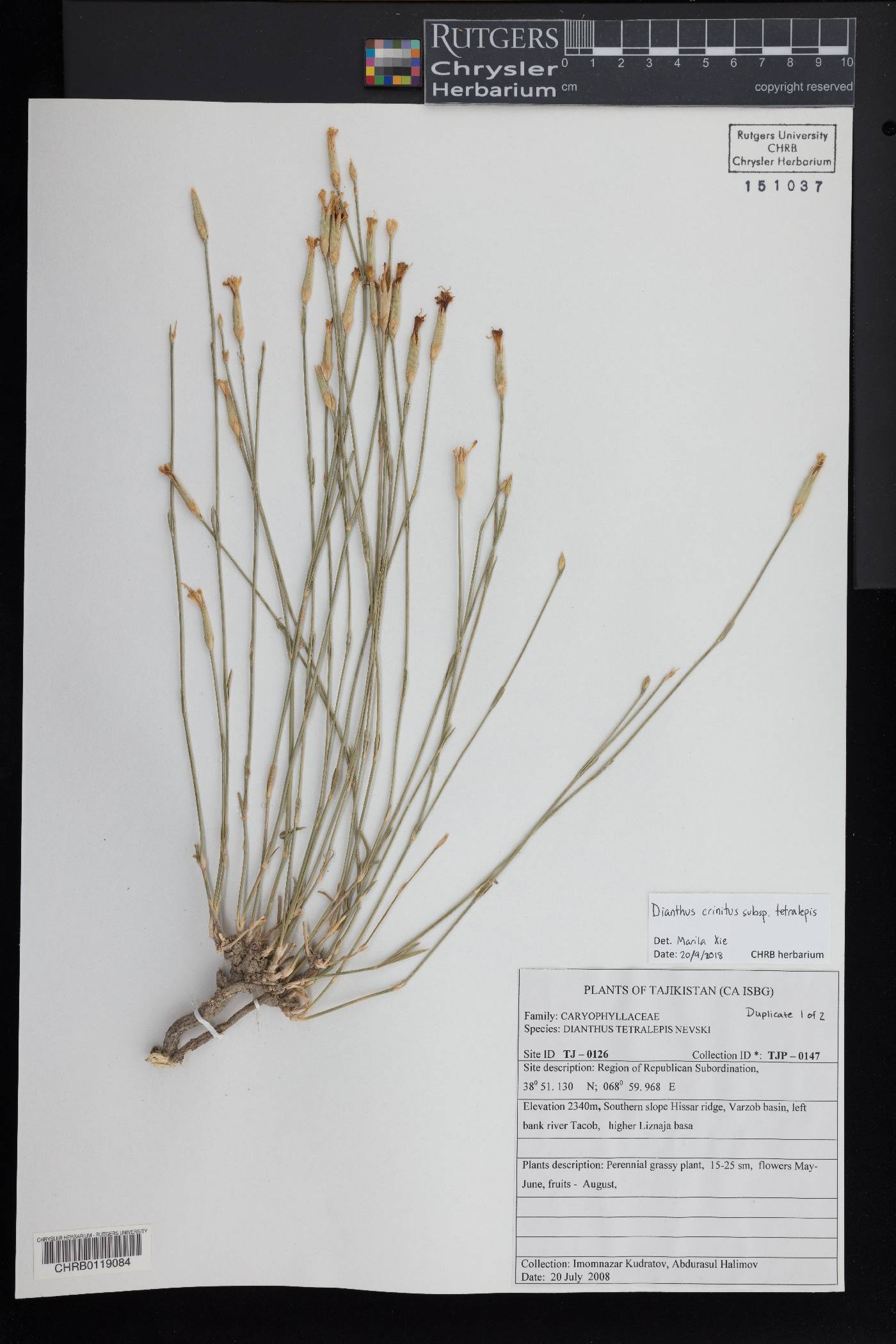 Dianthus crinitus image