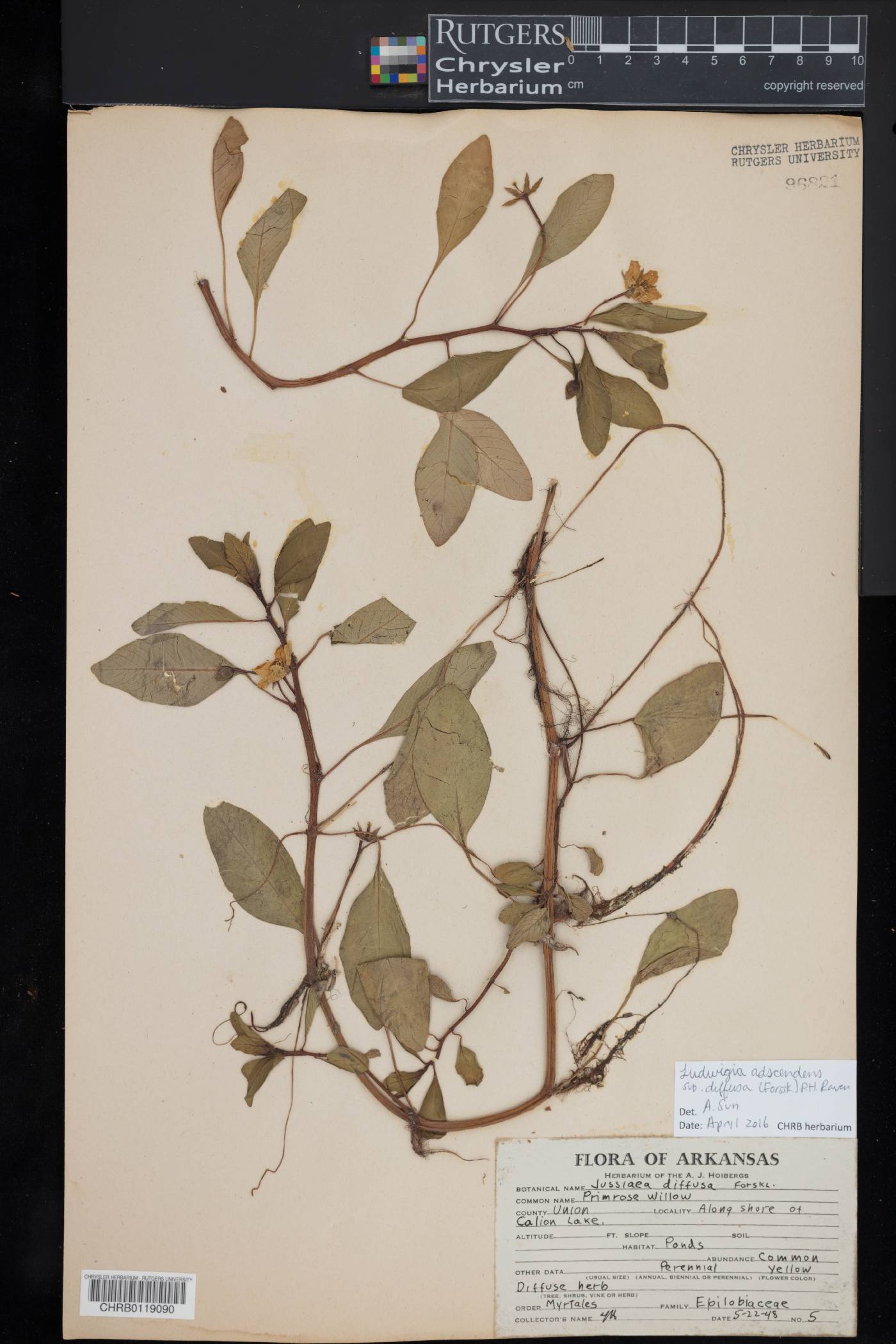 Ludwigia adscendens subsp. diffusa image