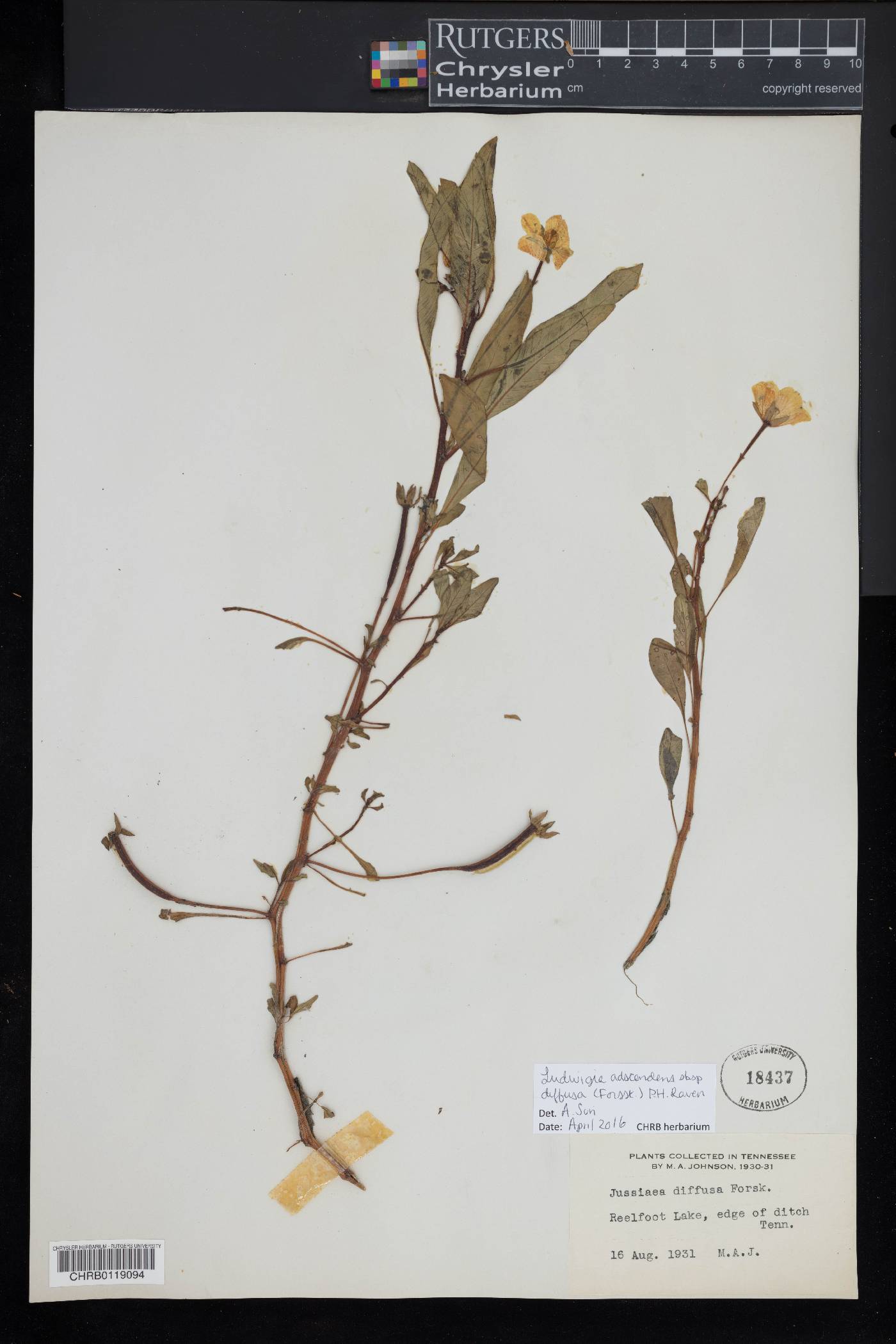 Ludwigia adscendens image