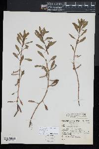 Ludwigia adscendens image