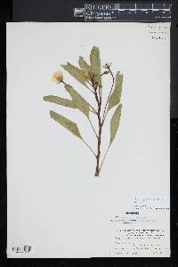 Ludwigia adscendens image