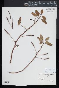 Ludwigia adscendens image