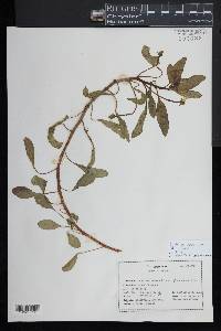 Ludwigia adscendens image