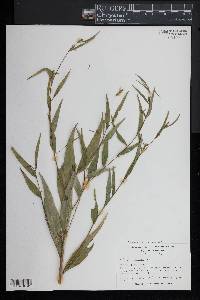 Ludwigia decurrens image