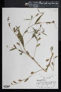 Ludwigia decurrens image